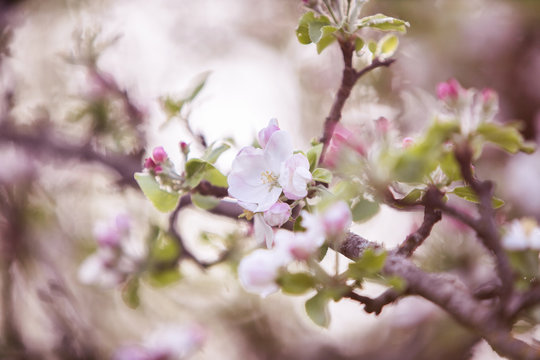 Fleures de printemps © Céline Tails