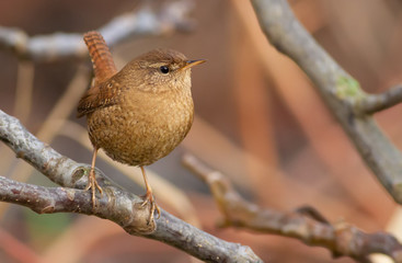Wren, troglodytes. Very little bird sitting on a branch, characterized by beautiful and loud singing