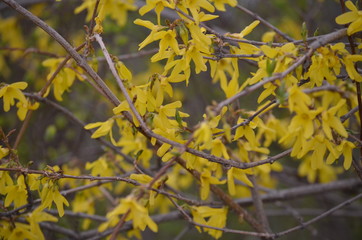 yellow maple leaves
