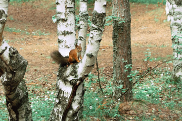 squirrel in the forest on a birch