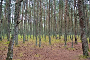 Baltic sea, Curonian spit, Dancing forest, Sand dunes