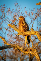Obraz premium The Black kite, Milvus migrans The bird is perched on the branch in beautiful artick winter environment Japan Hokkaido Wildlife scene from Asia nature. Blue sky in the background..