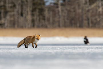 The Red fox, Vulpes vulpes The mammal is standing on the frozen lake Japan Hokkaido Wildlife scene from Asia nature. walking close to eagles and trying to capture the fish. Winter scene with snow...