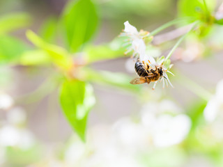 Honey bee enjoying blossoming cherry tree on lovely spring day