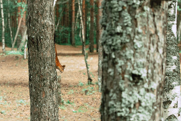 squirrel in the forest on a birch