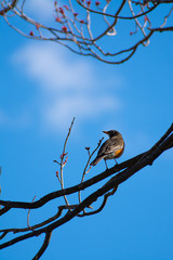 American Robin