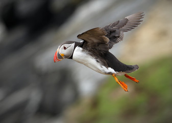 Puffin, Fratercula arctica, in flight coming into land. Taken at Skomer Island UK
