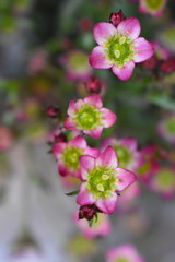 Creeping saxifraga is low growing alpine perennial plant seen across the UK in rock gardens or retaining walls. It provides abundance of blooms in early spring as scarlet red flowers cover the leaves.