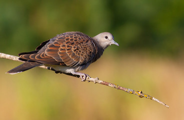 Turtle dove, streptopelia turtur. The sun in the early morning beautifully illuminates a bird