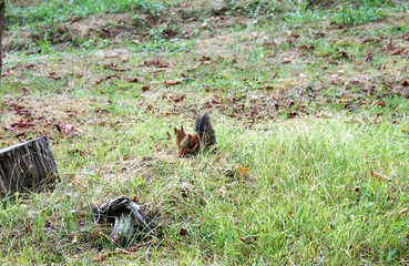 Red squirrel walks in the forest.
