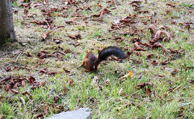 Red squirrel walks in the forest.