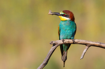 European bee-eater, merops apiaster. An adult bird sits on a dry branch in the early morning