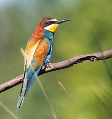 European bee-eater, merops apiaster. The bird sits on a beautiful branch, very pleasant bokeh
