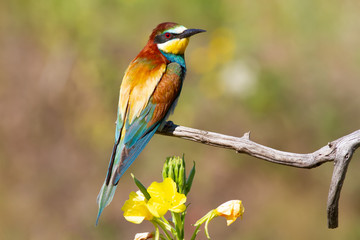 European bee-eater, merops apiaster. Bird sits on a dry branch near a beautiful flower