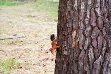 Red squirrel walks in the forest.