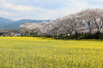 藤原京　菜の花畑と桜並木