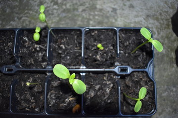 Sunflower seedlings to become young plant The first  leaves are oval but as more come they look...