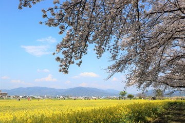 Fototapeta premium 藤原京 菜の花畑と桜並木
