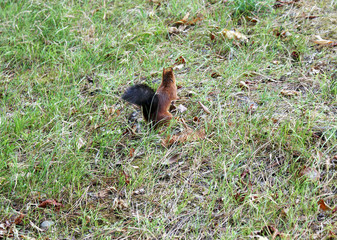 Red squirrel walks in the forest.