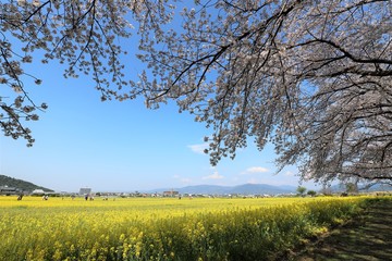 Fototapeta premium 藤原京 菜の花畑と桜並木