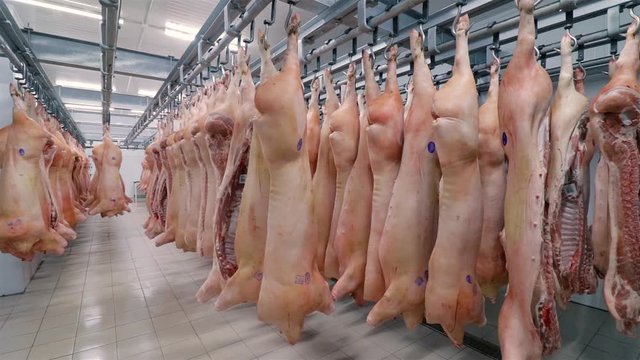 The fridge for meat. Pork half-carcasses hang on hooks. Wide angle.