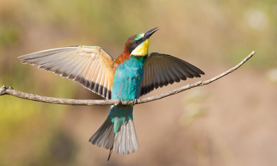 Сommon bee-eater, Merops apiaster. A very beautiful bird sits on a branch, spread its wings