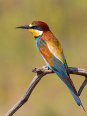 Obraz premium Сommon bee-eater, Merops apiaster. A beautiful multi-colored bird sits on a dry branch