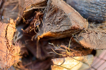 coconut on the beach