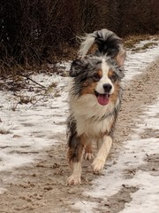 blue merle aussie glücklich