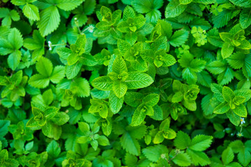 Fototapeta na wymiar Bunch of fresh mint in a garden in springtime.