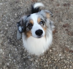 mini aussie blue merle