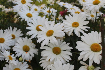 Obraz premium group of daisies outdoors