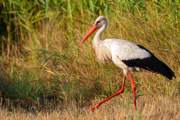White stork, Ciconia ciconia. The bird is walking in the meadow. Dawn. The oblique rays of the sun nicely illuminate the model