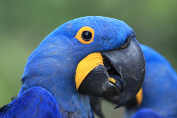 Arara Azul © Alexander
