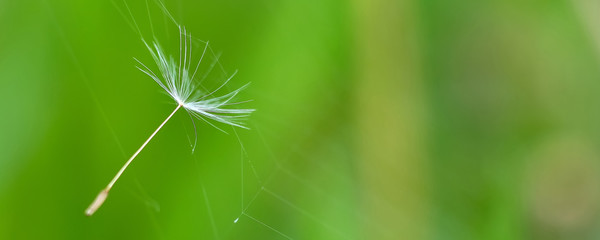 dandelion seed stuck in the web on a green background. Panorama format.
