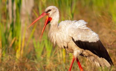 White stork, Ciconia ciconia. Close-up. A bird walks through the meadow in search of food. Dawn illuminates the model with warm rays