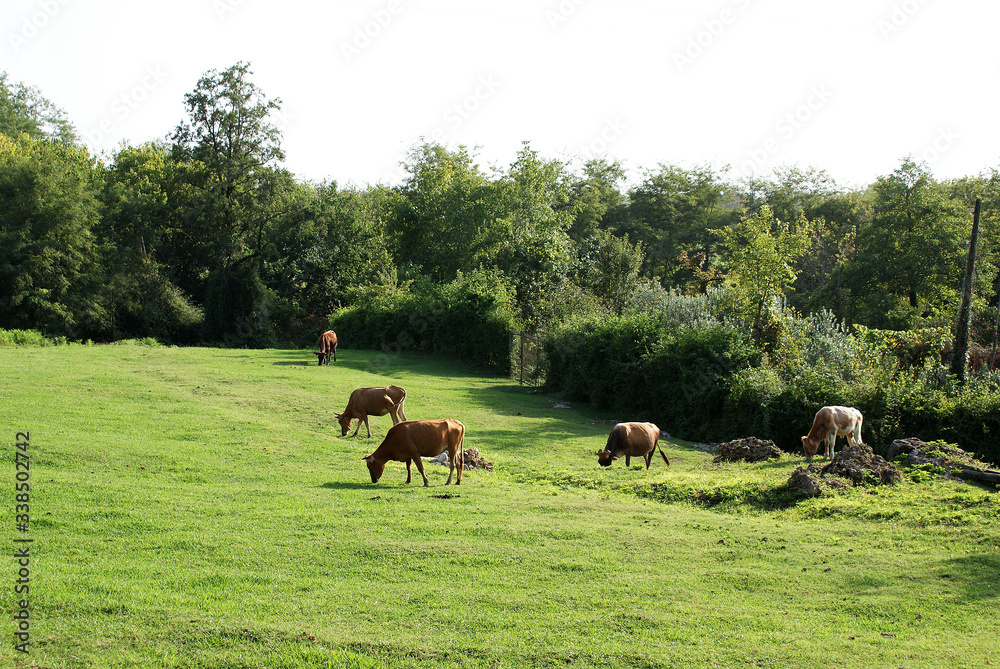 Wall mural cows graze in a green meadow, agriculture.