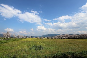 Fototapeta na wymiar 藤原京　菜の花畑と桜並木
