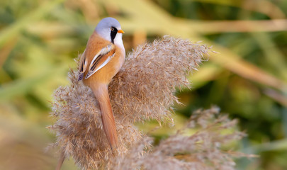 Bearded tit, Panurus biarmicus. A male bird sits on the top of a reed. Soft diffused light.