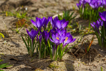 purple crocuses under the sun in a natural environment