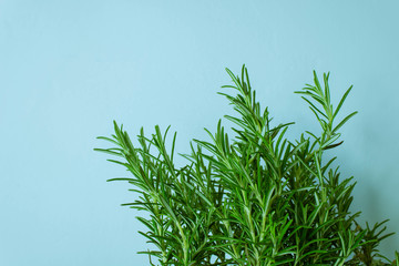 Fototapeta na wymiar fresh green rosemary isolated on light blue.Aromatic herb