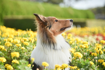 花畑にたたずむシェルティー