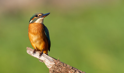 Kingfisher, Alcedo atthis. Ukraine, the dawn. A bird sits on a beautiful branch, pleasant morning light.