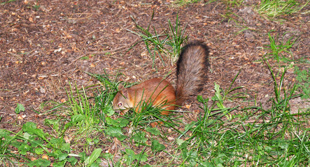 Red squirrel walks in the forest.