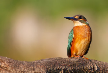 Kingfisher, Alcedo atthis. Ukraine, the dawn. A bird sits on a beautiful branch, pleasant morning light