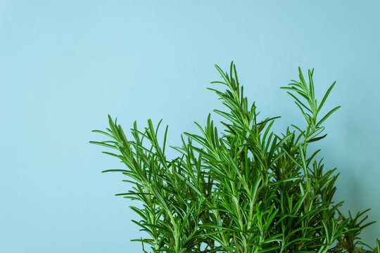 fresh green rosemary isolated on light blue.Aromatic herb