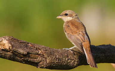 Red-backed shrike, Lanius collurio. Early morning, a young bird sits on a beautiful old branch. The sun perfectly illuminates her