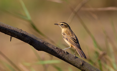 Sedge warbler, Acrocephalus schoenobaenus. In the early morning, the bird flew out of the reeds and sat on a tree branch