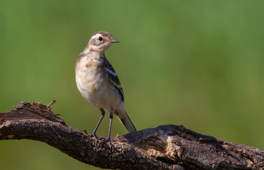 White wagtail, Motacilla alba. Sunny early morning. A young bird sits on an old dry branch. Beautiful green background.