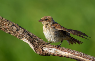 Red-backed shrike, Lanius collurio. A young bird sits on a branch, cleans wet feathers